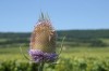 Thumbs/tn_20070713_266_distel.jpg